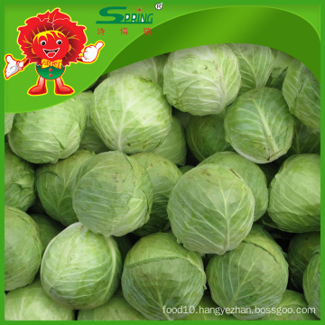 Chinese green cabbage round cabbage
